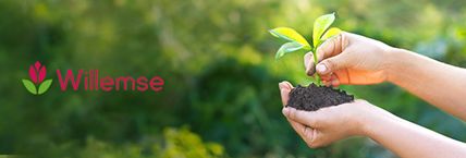 WILLEMSE