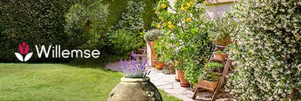 Willemse