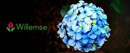 Willemse