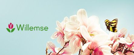 Willemse