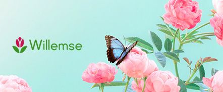 Willemse