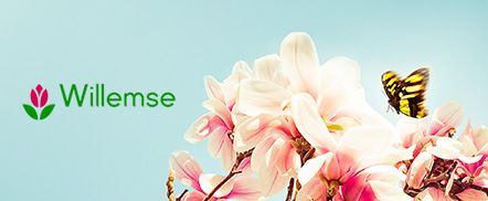 Willemse