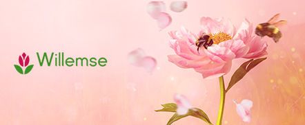 Willemse