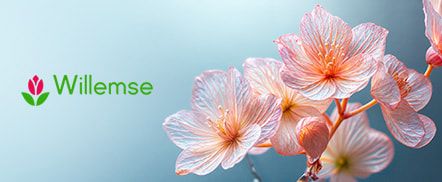 Willemse